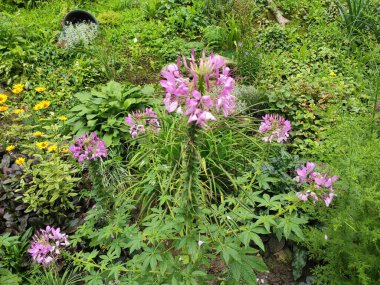 Pleasure. Cute. Green grass. Colorful flowers. Bright. Autumn. Flowerbed. Joy. Nice. Spring. Nature. Summer. Background. Screensaver. Beautiful. Saturated. Photo on green, gray and neutral colors.