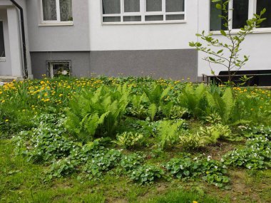 Photo on gray, green and brown colors. Flowerbed. Autumn. Summer. Joy. Green grass. Cute. Spring. Bright. Saturated. Beautiful. Colorful flowers. Screensaver. Background. Pleasure. Nice. Nature.