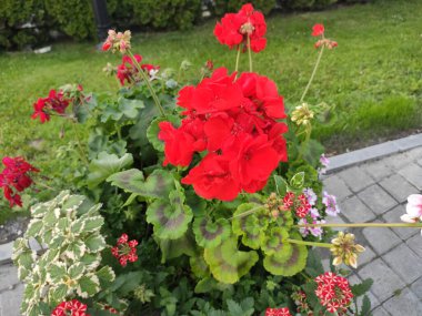 Bright. Green grass. Flowerbed. Nature. Nice. Colorful flowers. Background. Cute. Autumn. Pleasure. Ukrainian. Lviv. Photo on green, red colors. Screensaver. Spring. Summer. Joy. Beautiful. Saturated.