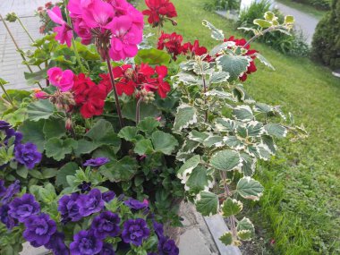Cute. Nice. Pleasure. Screensaver. Colorful flowers. Nature. Summer. Background. Green grass. Saturated. Beautiful. Flowerbed. Joy. Spring. Autumn. Bright. Photo on neutral, green and gray colors.