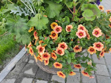 Saturated. Cute. Nature. Photo on neutral, green and gray colors. Colorful flowers. Green grass. Flowerbed. Joy. Bright. Screensaver. Pleasure. Autumn. Summer. Nice. Background. Spring. Beautiful.