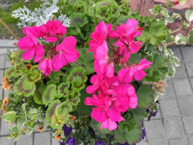 Spring. Pleasure. Summer. Joy. Flowerbed. 2022. Photo on magenta, green colors. Bright. Background. Beautiful. Ukraine. Colorful flowers. Autumn. Green grass. Lviv. Saturated. Cute. Screensaver.