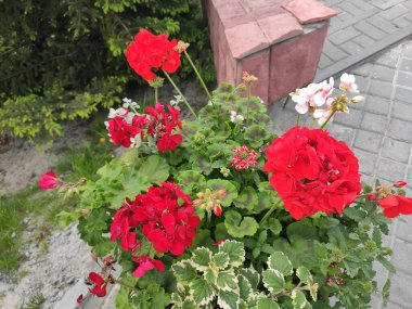 Autumn. Joy. Background. Saturated. Screensaver. Colorful flowers. Spring. Beautiful. Summer. Photo on green, gray and neutral colors. Nice. Pleasure. Cute. Bright. Flowerbed. Nature. Green grass.