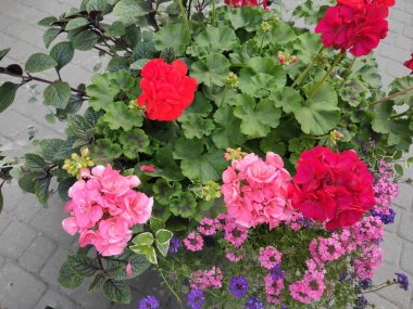 Background. Colorful flowers. Beautiful. Cute. Summer. Joy. Autumn. Nice. Green grass. Bright. Nature. Saturated. Spring. Flowerbed. Pleasure. Photo on green and pink colors. Ukrainian. Screensaver.