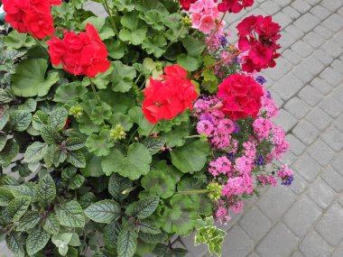 Joy. Pleasure. Background. Beautiful. Nice. Bright. Spring. Autumn. Summer. Screensaver. Saturated. Photo on green, neutral and gray colors. Green grass. Nature. Cute.