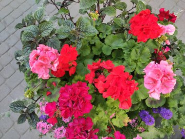 Nice. Colorful flowers. Saturated. Background. Green grass. Nature. Photo on green, gray and red colors. Spring. Joy. Pleasure. Beautiful. Cute. Flowerbed. Screensaver. Summer. Autumn. Bright.