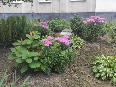 Screensaver. Cute. Saturated. Nice. Nature. Background. Autumn. Joy. Spring. Beautiful. Bright. Photo on neutral, green and gray colors. Green grass. Pleasure. Summer.