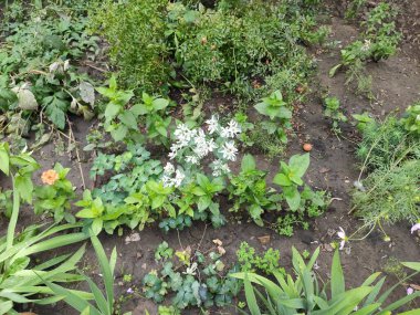Tarafsız, gri ve yeşil renkler. Parlak. Doymuş. Yeşil çimenler. Renkli çiçekler. Çok güzel. Memnun oldum. Yaz. Güzelmiş. Geçmişi. Sonbahar. Bahar. Şirin. Doğa. Neşe. Çiçek tarlasında. Ekran Koruyucu.