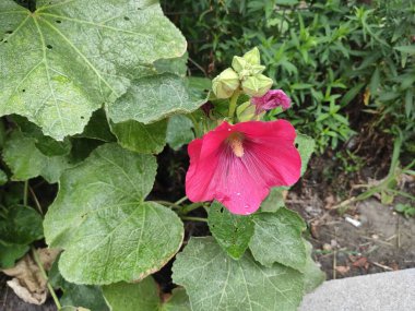 Doymuş. Fotoğraf gri, nötr ve yeşil renklerde. Yeşil çimenler. Yaz. Geçmişi. Neşe. Çiçek tarlasında. Sonbahar. Şirin. Memnun oldum. Ekran koruyucu. Bahar. Doğa. Çok güzel. Güzelmiş. Parlak. Renkli çiçekler.