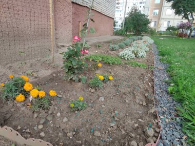 Çiçek tarlasında. Yeşil çimenler. Yaz. Renkli çiçekler. Bahar. Geçmişi. Memnun oldum. Parlak. Ekran koruyucu. Çok güzel. Şirin. Doymuş. Ukraynalı. Doğa. Fotoğraf yeşil, bej ve gri renklerde. Sonbahar. Güzel..