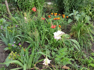Geçmişi. Neşe. Doymuş. Yeşil çimenler. Parlak. Sonbahar. Güzelmiş. Yaz. Çok güzel. Bahar. Ekran koruyucu. Memnun oldum. Tarafsız, gri ve yeşil renkler. Doğa. Renkli çiçekler. Şirin. Çiçek tarhı.