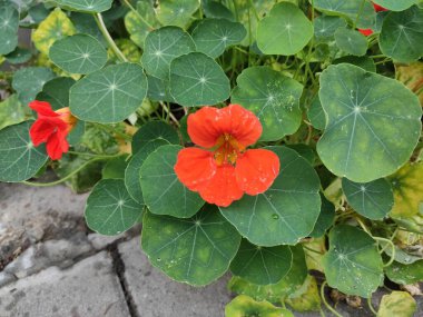 Fotoğraf gri, yeşil ve nötr renklerde. Doğa. Çok güzel. Sonbahar. Neşe. Şirin. Güzelmiş. Geçmişi. Çiçek tarlasında. Yaz. Renkli çiçekler. Bahar. Yeşil çimenler. Memnun oldum. Doymuş. Parlak. Ekran Koruyucu.