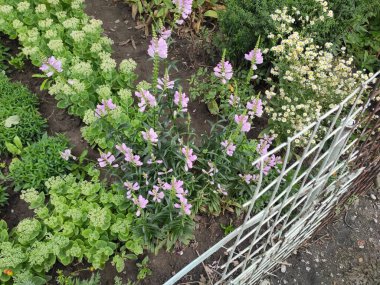 Ekran koruyucu. Memnun oldum. Çiçek tarlasında. Sonbahar. Doymuş. Güzelmiş. Neşe. Bahar. Çok güzel. Fotoğraf gri, yeşil ve nötr renklerde. Renkli çiçekler. Yeşil çimenler. Doğa. Parlak. Şirin. Geçmişi. Yaz.
