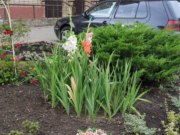 Зеленая трава. Фон. Природа. Фото на серых, зеленых и нейтральных цветах. Украинский. Насыщенная. Радость. Красочные цветы. Красивая. Саммер. Очень приятно. Скринсейвер. Осень. Симпатичный. Мило. Цветочные клумбы. Весна.