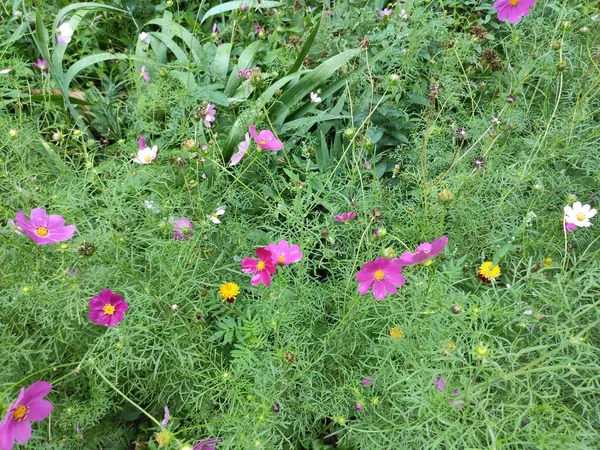 喜びだ 花が咲く 色とりどりの花 美しい かわいいね 明るい いいわね 中性の色で写真 スクリーンセーバーだ 飽和状態だ — ストック写真