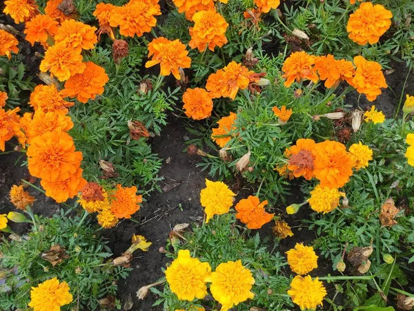 Autumn. Photo on orange, green and gray colors. Cute. Spring. Saturated. Green grass. Beautiful. Flowerbed. Summer. Joy. Colorful flowers. Bright. Pleasure. Background. Nature. Screensaver. Nice.