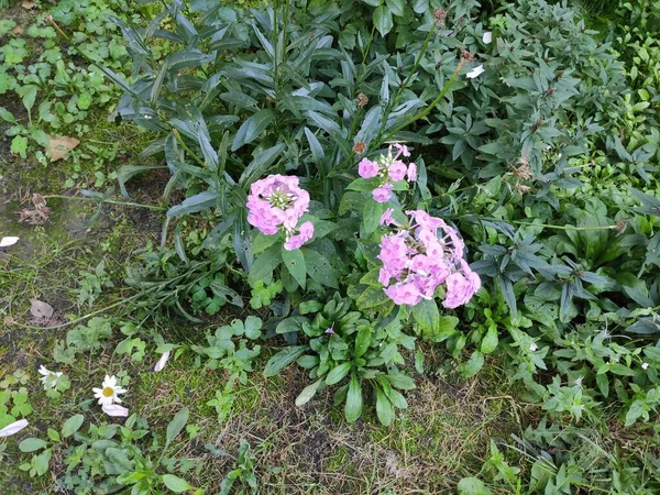 いいわね 飽和状態だ 美しい 明るい 花が咲く スクリーンセーバーだ 色とりどりの花 緑の草 かわいいね グレー — ストック写真