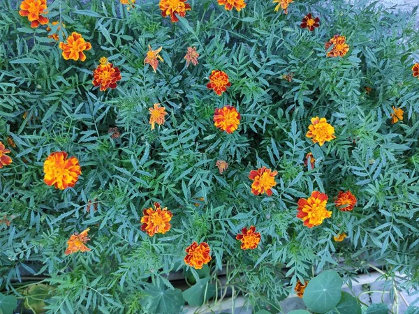 Precioso Lindo Brillante Foto Colores Verde Azul Naranja Naturaleza Primavera — Foto de Stock