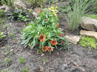 Parlak. Ekran koruyucu. Bahar. Memnun oldum. Doğa. Şirin. Geçmişi. Yaz. Sonbahar. Doymuş. Neşe. Renkli çiçekler. Güzelmiş. Çiçek tarlasında. Yeşil çimenler. Fotoğraf yeşil, gri ve nötr renklerde. Güzel.