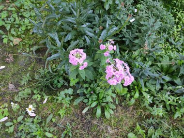 Güzelmiş. Doymuş. Çok güzel. Bahar. Parlak. Çiçek tarlasında. Sonbahar. Yaz. Ekran koruyucu. Renkli çiçekler. Yeşil çimenler. Şirin. Neşe. Geçmişi. Fotoğraf gri, yeşil ve nötr renklerde. Doğa. Memnun oldum..