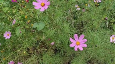Renkli unsurlarla hareketli arka plan görüntüleri. Video kaydı. Çiçekler. İyi bir video için ekran koruyucu. Yeşil. Çimenler. Ağaçlar. Çiçekler. Bahar. Yaz. Ukrayna, Ukrayna, 2022, Lviv