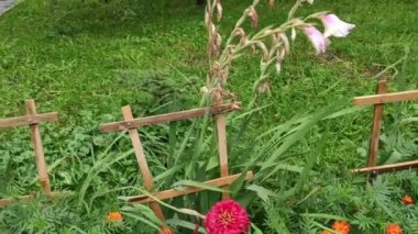 Renkli unsurlarla hareketli arka plan görüntüleri. Video kaydı. Çiçekler. İyi bir video için ekran koruyucu. Yeşil. Çimenler. Ağaçlar. Çiçekler. Bahar. Yaz. Ukrayna, Ukrayna, 2022, Lviv