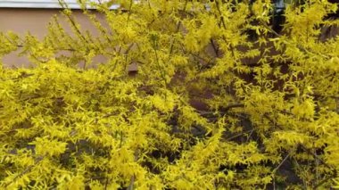 Renkli unsurlarla hareketli arka plan görüntüleri. Video kaydı. Çiçekler. İyi bir video için ekran koruyucu. Yeşil. Çimenler. Ağaçlar. Çiçekler. Bahar. Yaz. Ukrayna, Ukrayna, 2022, Lviv