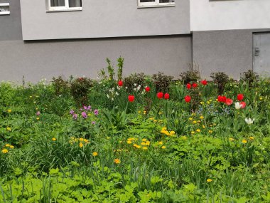 Nature. Nice. Beautiful. Bright. Saturated. Pleasure. Joy. Background. Screensaver. Cute. Photo on green, gray and neutral colors. Green grass. Summer. Autumn. Spring. Colorful flowers. Flowerbed.