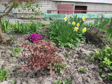 Nature. Nice. Beautiful. Bright. Saturated. Pleasure. Joy. Background. Screensaver. Cute. Photo on gray, green and neutral colors. Green grass. Summer. Autumn. Spring. Colorful flowers. Flowerbed.