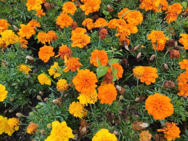 Doğa. Güzelmiş. Çok güzel. Parlak. Doymuş. Memnun oldum. Neşe. Geçmişi. Ekran koruyucu. Şirin. Fotoğraf turuncu, yeşil ve gri renkte. Yeşil çimenler. Yaz. Sonbahar. Bahar. Renkli çiçekler. Çiçek tarhı.