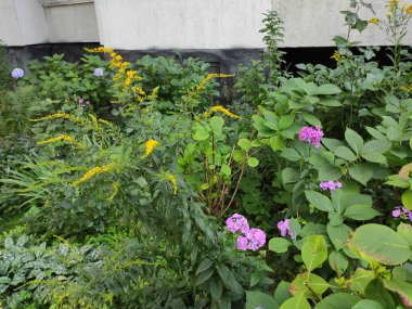 Nature. Nice. Beautiful. Bright. Saturated. Pleasure. Joy. Background. Screensaver. Cute. Photo on green, gray and neutral colors. Green grass. Summer. Autumn. Spring. Colorful flowers. Flowerbed.