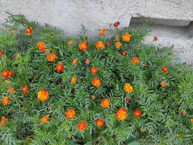 Nature. Nice. Beautiful. Bright. Saturated. Pleasure. Joy. Background. Screensaver. Cute. Photo on green, gray and neutral colors. Green grass. Summer. Autumn. Spring. Colorful flowers. Flowerbed.