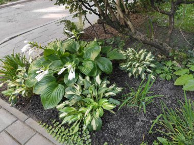 Nature. Nice. Beautiful. Bright. Saturated. Pleasure. Joy. Background. Screensaver. Cute. Photo on gray, green and neutral colors. Green grass. Summer. Autumn. Spring. Colorful flowers. Flowerbed.