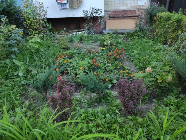 Nature. Nice. Beautiful. Bright. Saturated. Pleasure. Joy. Background. Screensaver. Cute. Photo on green, gray and neutral colors. Green grass. Summer. Autumn. Spring. Colorful flowers. Flowerbed.