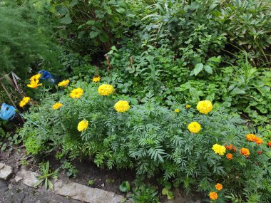 Nature. Nice. Beautiful. Bright. Saturated. Pleasure. Joy. Background. Screensaver. Cute. Photo on green, gray and neutral colors. Green grass. Summer. Autumn. Spring. Colorful flowers. Flowerbed.