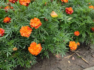Nature. Nice. Beautiful. Bright. Saturated. Pleasure. Joy. Background. Screensaver. Cute. Photo on green, gray and neutral colors. Green grass. Summer. Autumn. Spring. Colorful flowers. Flowerbed.
