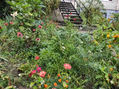 Nature. Nice. Beautiful. Bright. Saturated. Pleasure. Joy. Background. Screensaver. Cute. Photo on green, gray and neutral colors. Green grass. Summer. Autumn. Spring. Colorful flowers. Flowerbed.