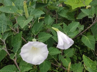 Nature. Nice. Beautiful. Bright. Saturated. Pleasure. Joy. Background. Screensaver. Cute. Photo on green, gray and neutral colors. Green grass. Summer. Autumn. Spring. Colorful flowers. Flowerbed.
