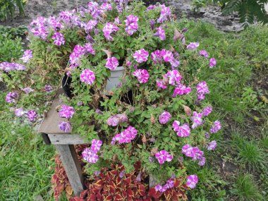 Nature. Nice. Beautiful. Bright. Saturated. Pleasure. Joy. Background. Screensaver. Cute. Photo on green, neutral and gray colors. Green grass. Summer. Autumn. Spring. Colorful flowers. Flowerbed.
