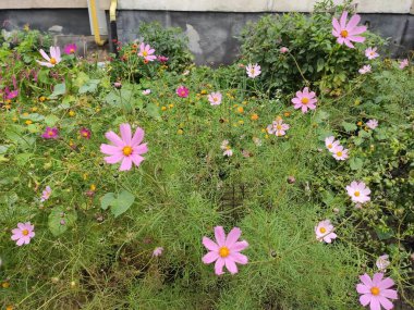 Nature. Nice. Beautiful. Bright. Saturated. Pleasure. Joy. Background. Screensaver. Cute. Photo on green, neutral and gray colors. Green grass. Summer. Autumn. Spring. Colorful flowers. Flowerbed.