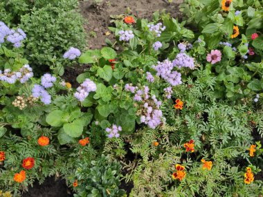 Nature. Nice. Beautiful. Bright. Saturated. Pleasure. Joy. Background. Screensaver. Cute. Photo on green, neutral and gray colors. Green grass. Summer. Autumn. Spring. Colorful flowers. Flowerbed.