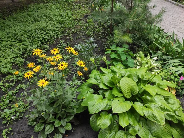 大自然 很好真漂亮明亮的 很高兴见到你快乐 屏幕保护程序 真可爱图片为中性 灰色和绿色 五彩缤纷的花有花的床 — 图库照片