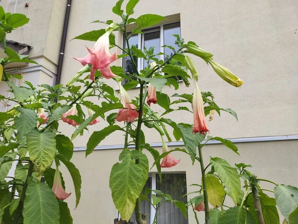 Foto Cores Cinza Verde Neutro Grama Verde Verão Outono Primavera — Fotografia de Stock