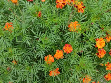 Photo on green, gray colors. Green grass. Summer. Autumn. Spring. Colorful flowers. Flowerbed. Ukrainian. Nature. Nice. Beautiful. Bright. Saturated. Pleasure. Joy. Background. Screensaver. Cute.