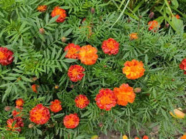 Nature. Nice. Beautiful. Bright. Saturated. Pleasure. Joy. Background. Screensaver. Cute. Photo on green, neutral and gray colors. Green grass. Summer. Autumn. Spring. Colorful flowers. Flowerbed.
