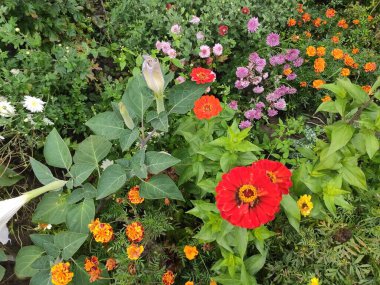 Nature. Nice. Beautiful. Bright. Saturated. Pleasure. Joy. Background. Screensaver. Cute. Photo on green, gray and neutral colors. Green grass. Summer. Autumn. Spring. Colorful flowers. Flowerbed.