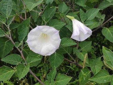 Yeşilde fotoğraf, renkler. Yeşil çimenler. Yaz. Sonbahar. Bahar. Renkli çiçekler. Çiçek tarlasında. Ukraynalı. Doğa. Güzelmiş. Çok güzel. Parlak. Doymuş. Memnun oldum. Neşe. Geçmişi. Ekran koruyucu. Şirin..