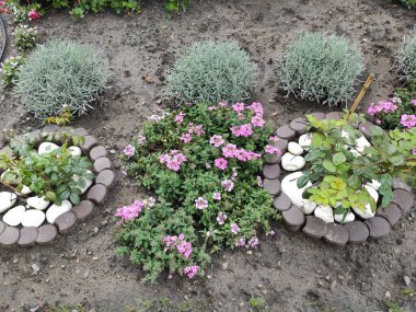 Nature. Nice. Beautiful. Bright. Saturated. Pleasure. Joy. Background. Screensaver. Cute. Photo on gray, green and neutral colors. Green grass. Summer. Autumn. Spring. Colorful flowers. Flowerbed.