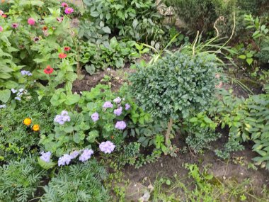 Fotoğraf yeşil, gri renkte. Yeşil çimenler. Yaz. Sonbahar. Bahar. Lviv. Renkli çiçekler. Çiçek tarlasında. Ukraynalı. Doğa. Güzelmiş. Çok güzel. Parlak. Doymuş. Memnun oldum. Neşe. Geçmişi. Ekran koruyucu. Şirin.