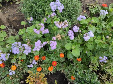 Nature. Nice. Beautiful. Bright. Saturated. Pleasure. Joy. Background. Screensaver. Cute. Photo on green, neutral and gray colors. Green grass. Summer. Autumn. Spring. Colorful flowers. Flowerbed.
